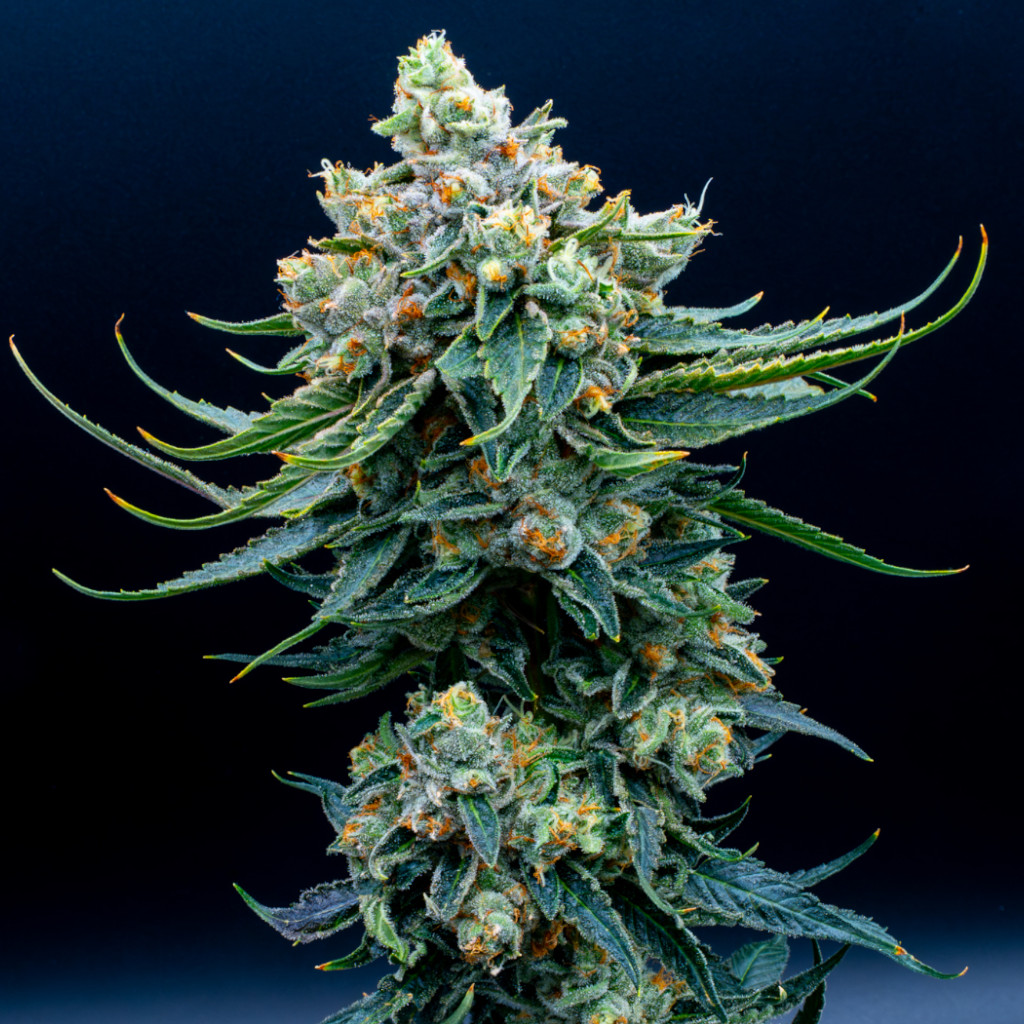 Blueberry_Scone