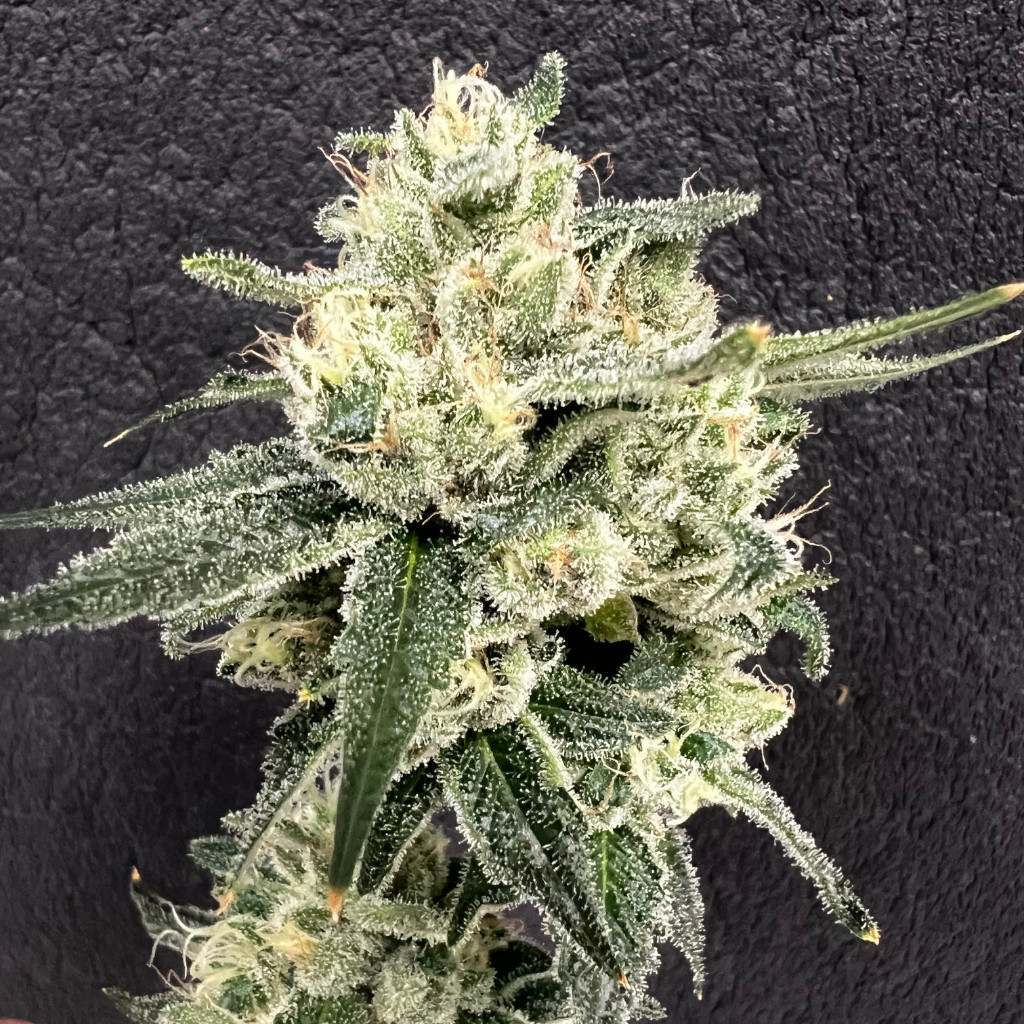 Flow_OG