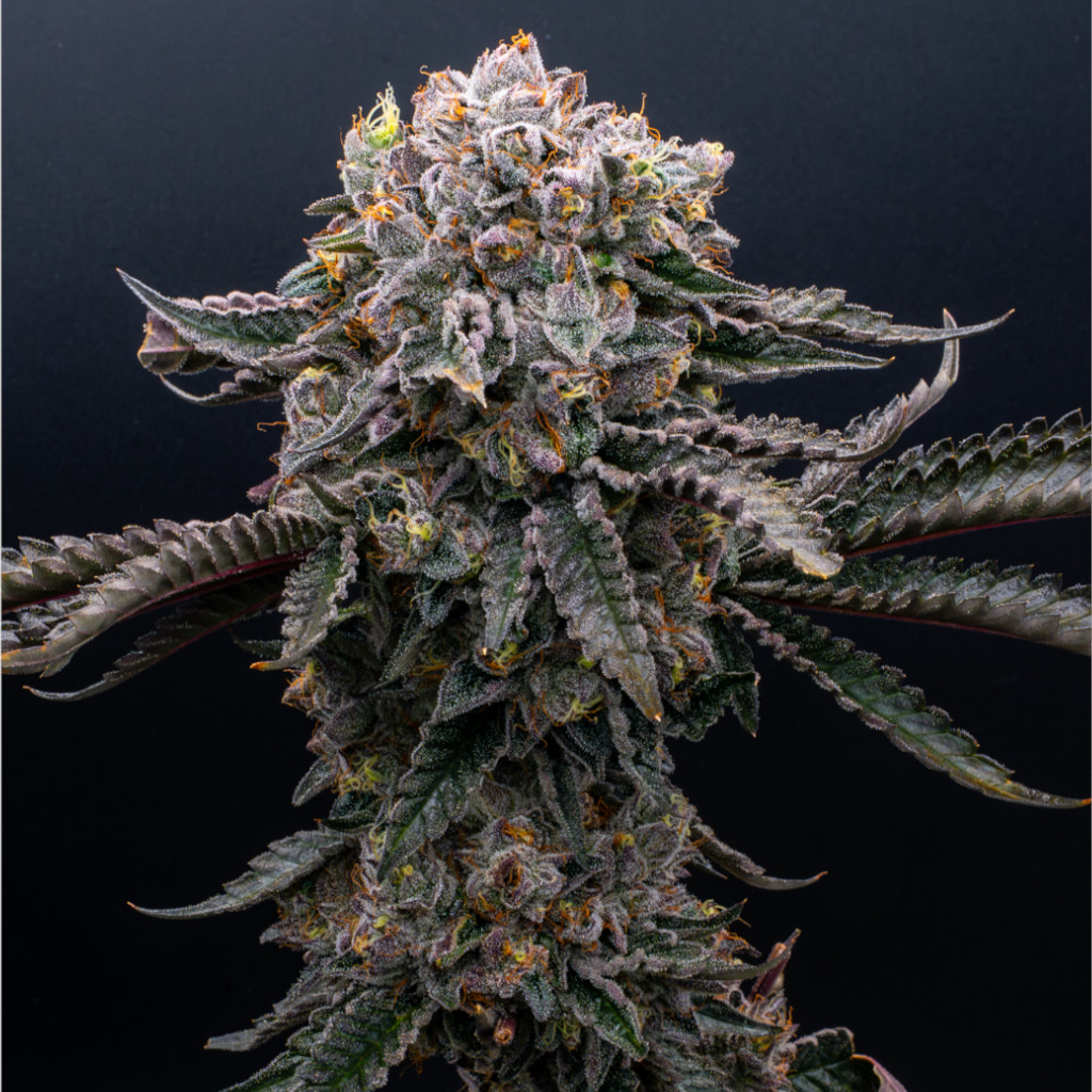 Gelato_Cake2
