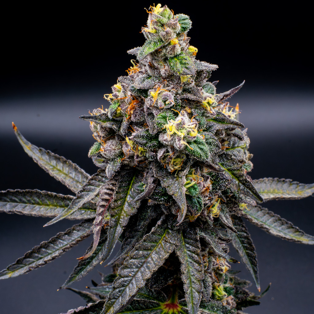 Joker_31