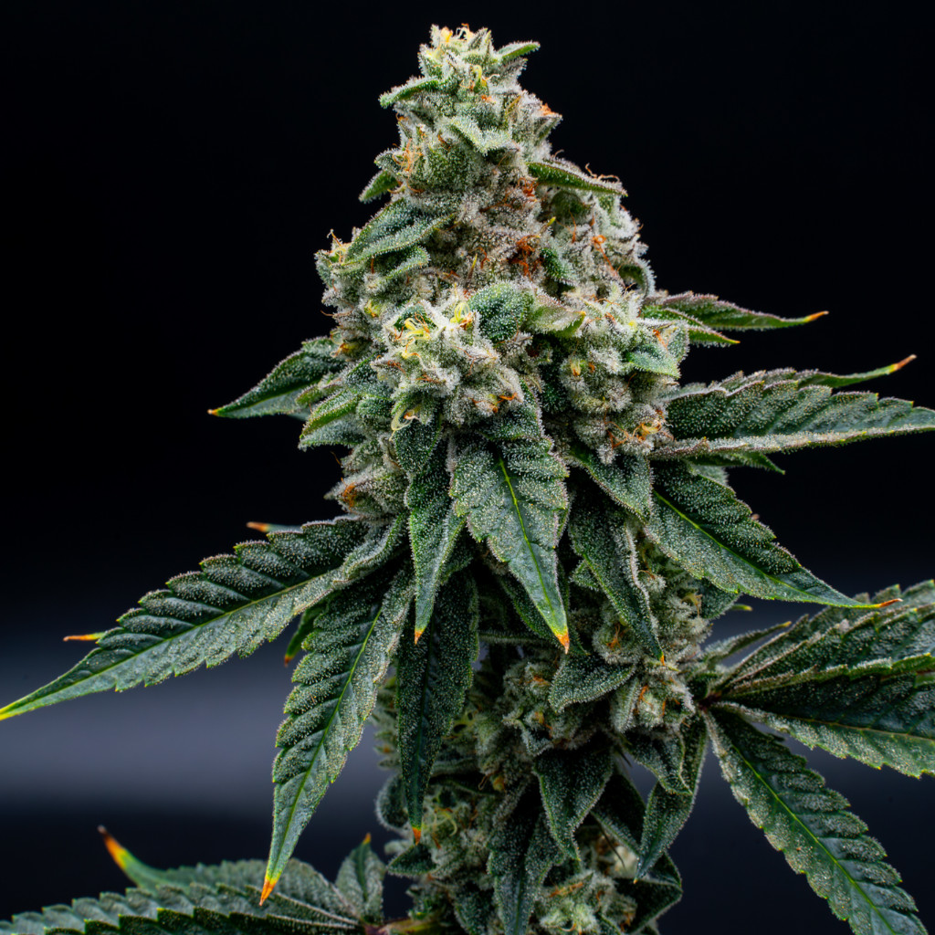 OG_Kush