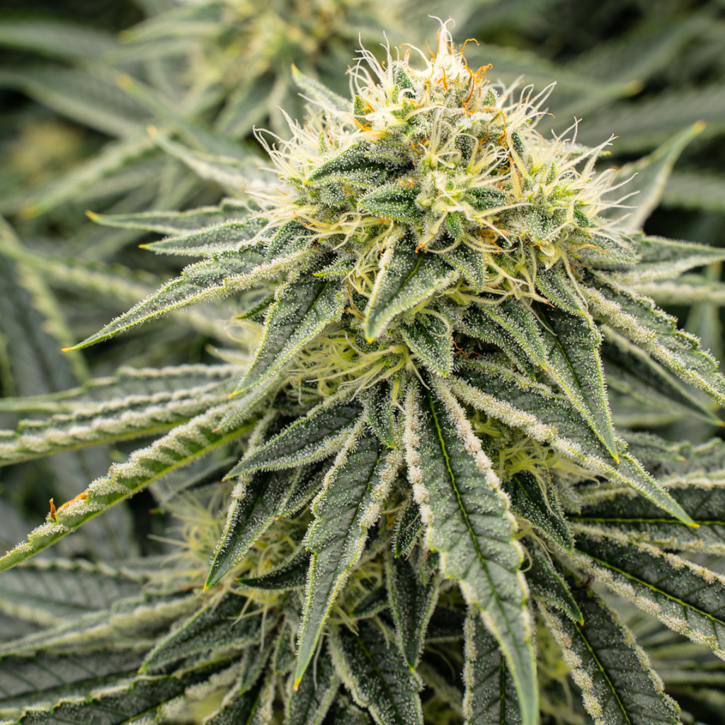 Orange_Cookie_Chem