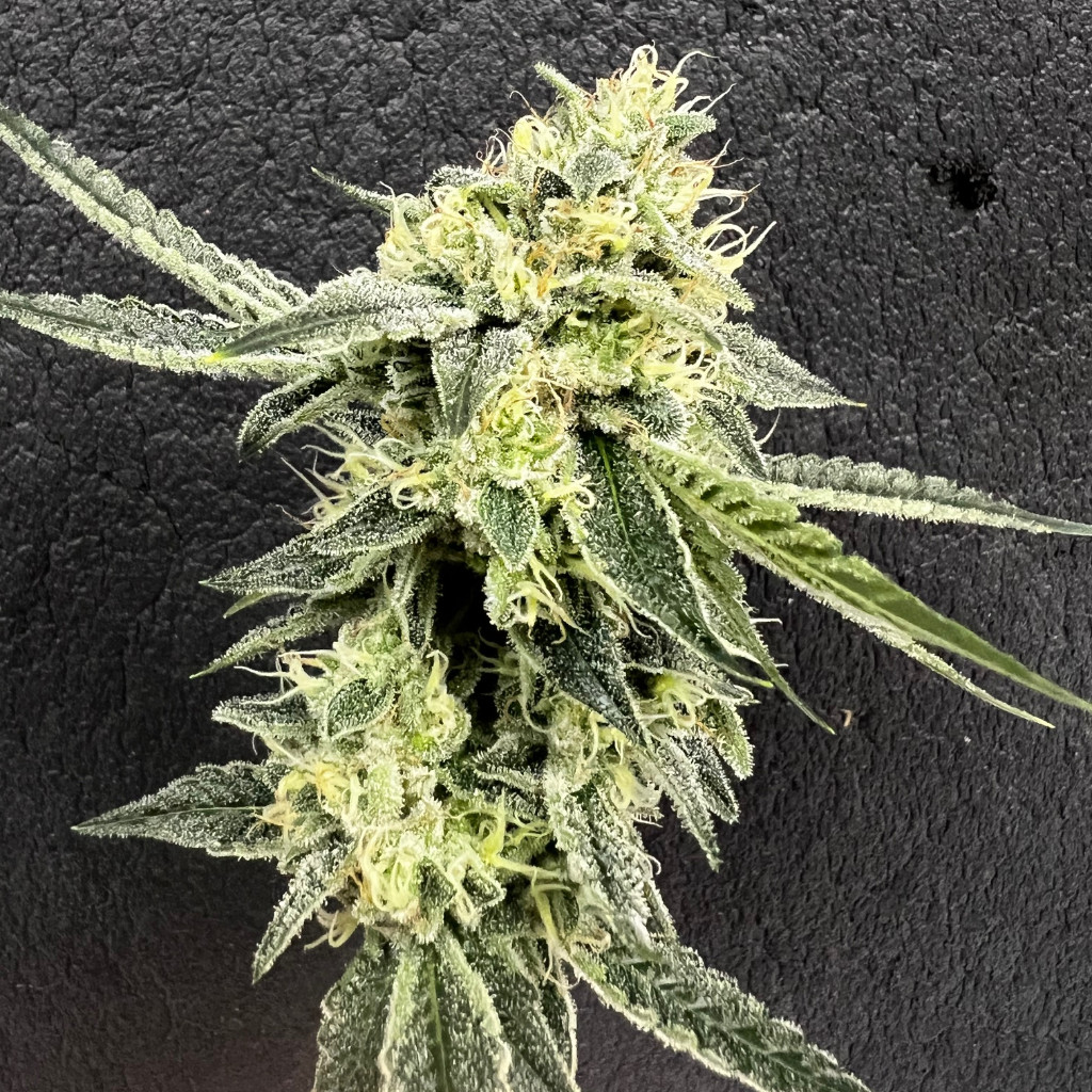 Sour_Kush